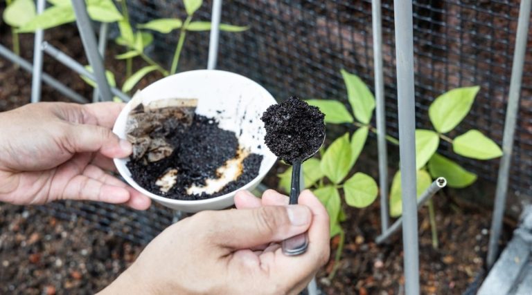 Coffee Grounds Tomato Plants
