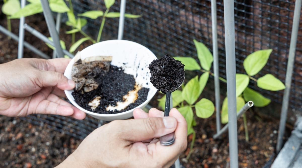 Coffee Grounds Tomato Plants