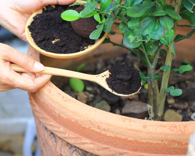 Coffee Grounds Help Plants